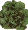 v_lettucebuttercrunch.jpg